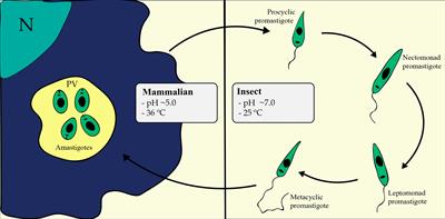 Finding Correlations Between mRNA and Protein Levels in Leishmania Development: Is There a Discrepancy?